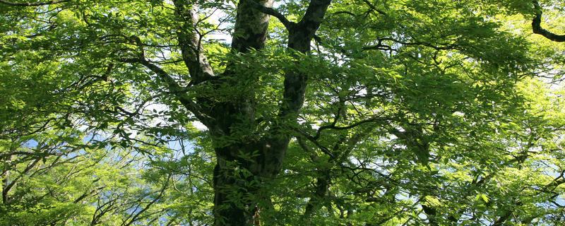 榉树常绿还是落叶植物
