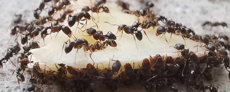 蚂蚁是益虫还是害虫
