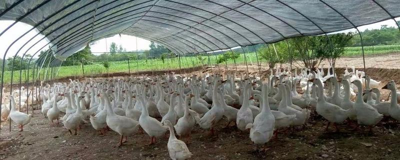 养鹅怎么样