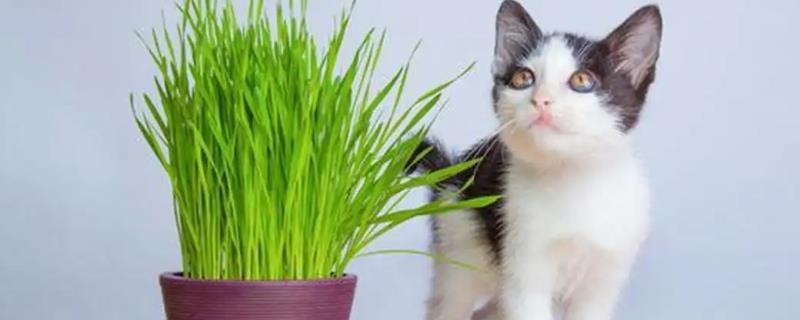 猫草是什么植物的种子