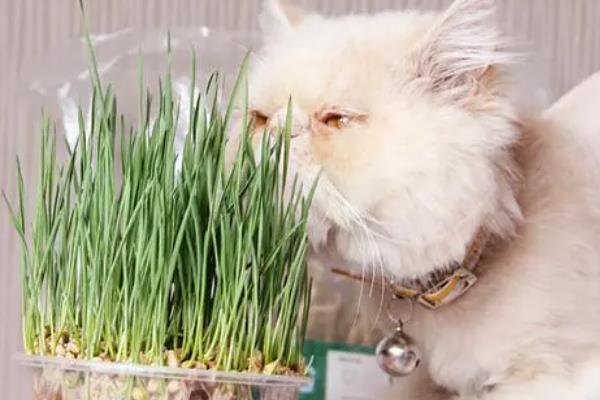猫草是什么植物的种子
