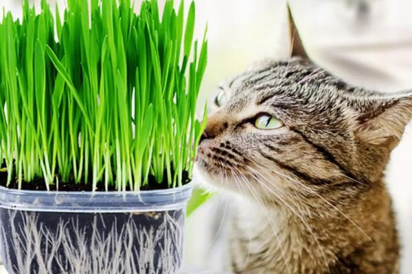 猫草是什么植物的种子