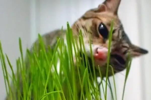 猫草是什么植物的种子
