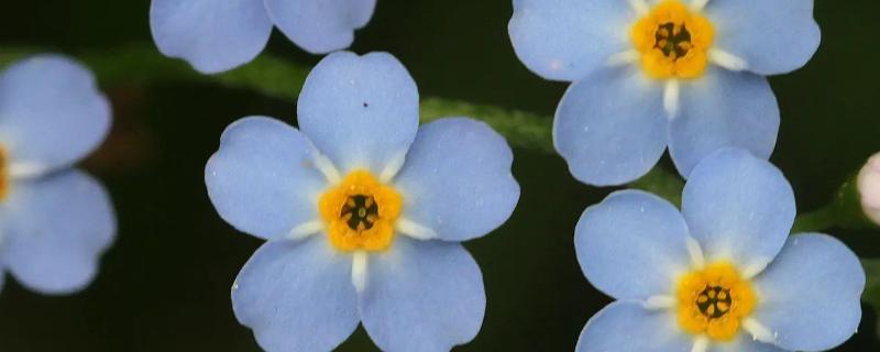 为什么送花不能送勿忘我