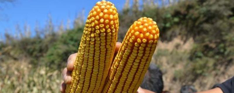 伟科702玉米种子简介