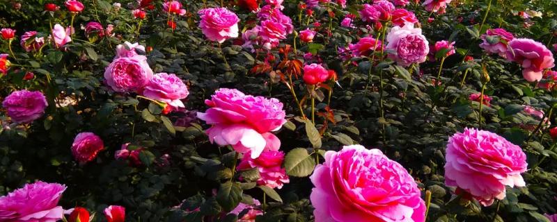 可乐能浇花吗