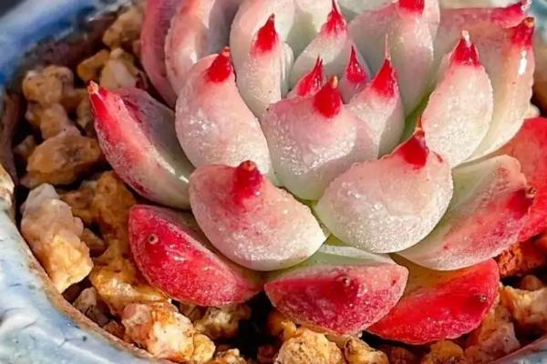 麦秆多肉好养吗