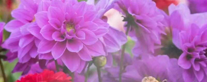 鲜花插在水里怎样可以保鲜时间长