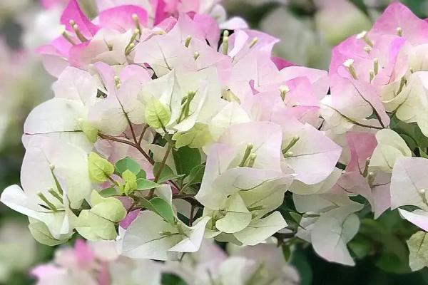 鲜花插在水里怎样可以保鲜时间长