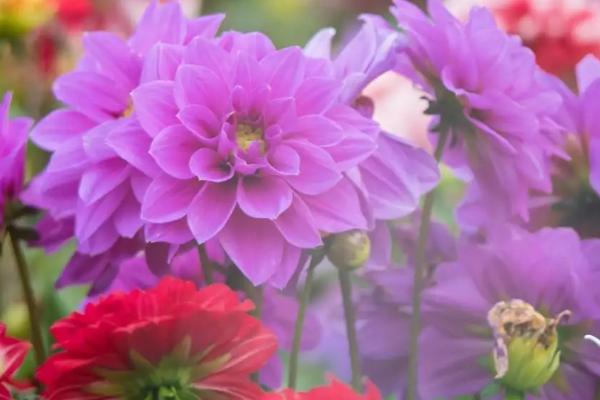 鲜花怎么能保存的时间长一点