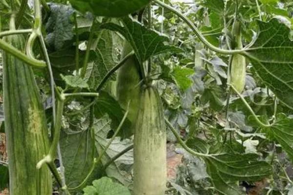 羊角蜜几月份种植最好