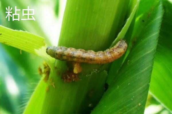 常见的玉米苗期害虫，附玉米害虫危害表现