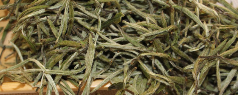 福建白茶属于什么茶