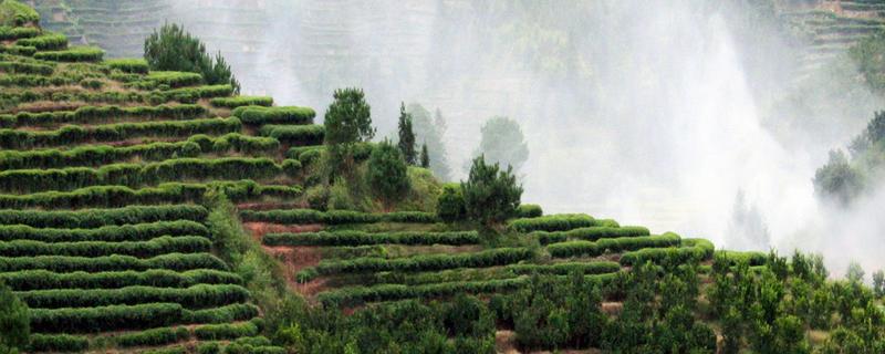 云雾茶产地在哪