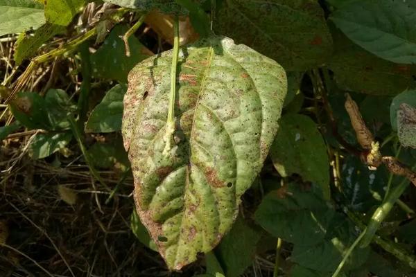 豆角锈病防治药物，附发病表现
