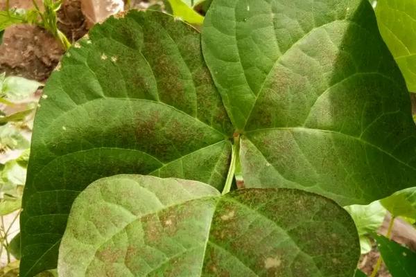 豆角锈病防治药物，附发病表现