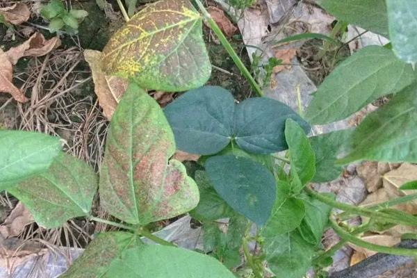 豆角锈病防治药物，附发病表现