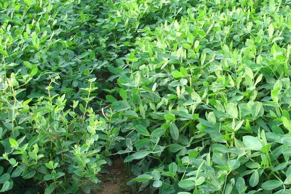 麦茬花生种植方法，附种植管理