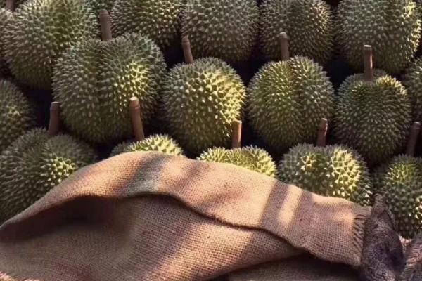 世界十大顶级榴莲