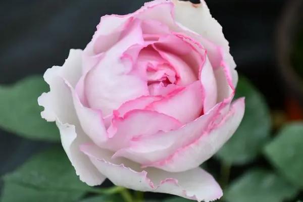 伊芙月季最值得入的品种