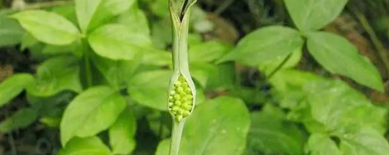 半夏烂根烂叶怎么治