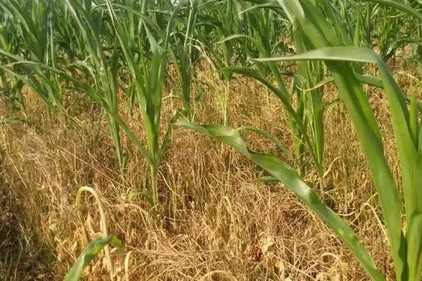 打完玉米除草剂多久下雨无需重喷，有哪些常见除草剂种类
