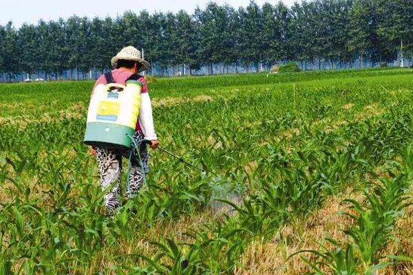 打完玉米除草剂多久下雨无需重喷，有哪些常见除草剂种类