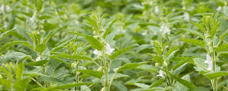 芝麻打顶的最佳时间