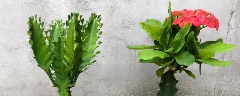 霸王鞭的风水寓意