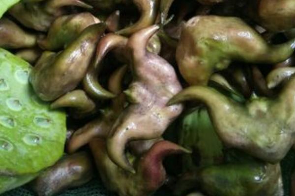菱角几月份成熟