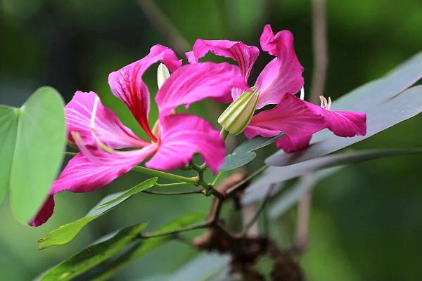 象征和平的花