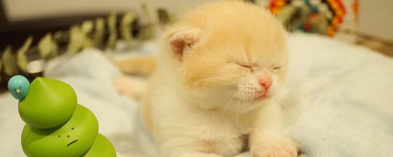 没睁眼的小猫怎么养
