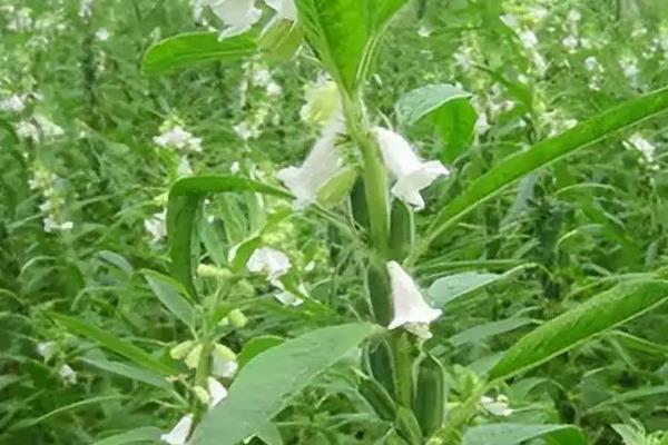 芝麻田阔叶草防除方法，附阔叶草介绍