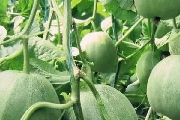 种植甜瓜什么时候打膨大剂，附甜瓜的生长环境