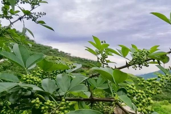花椒的种植时间，附种植要点