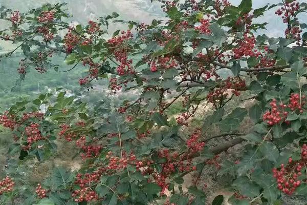 花椒的种植时间，附种植要点