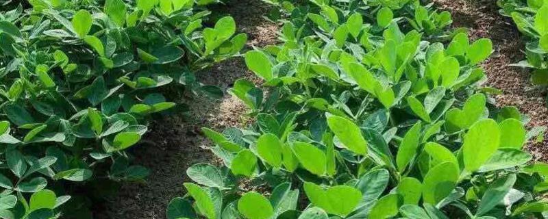 花生三遍药什么时候打