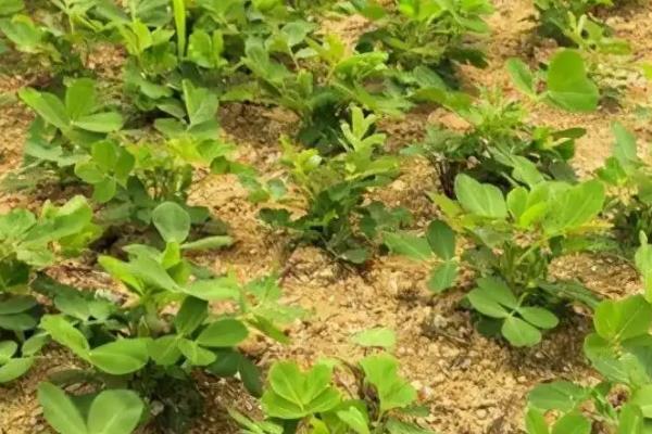 花生何时打三遍药，附花生基本介绍