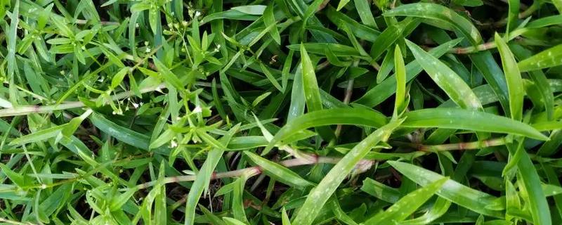 水竹叶草用什么除草剂
