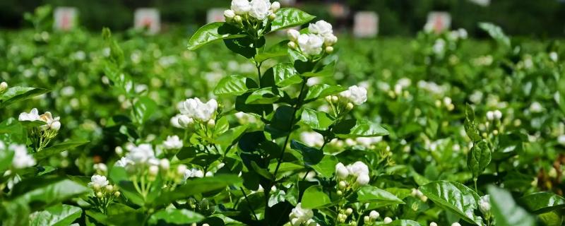 茉莉花的寓意和象征风水