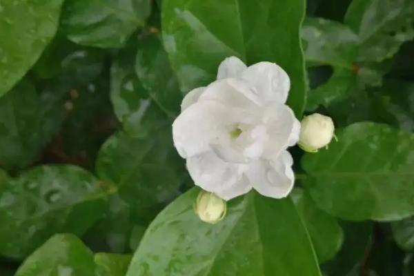 茉莉花的寓意和象征风水