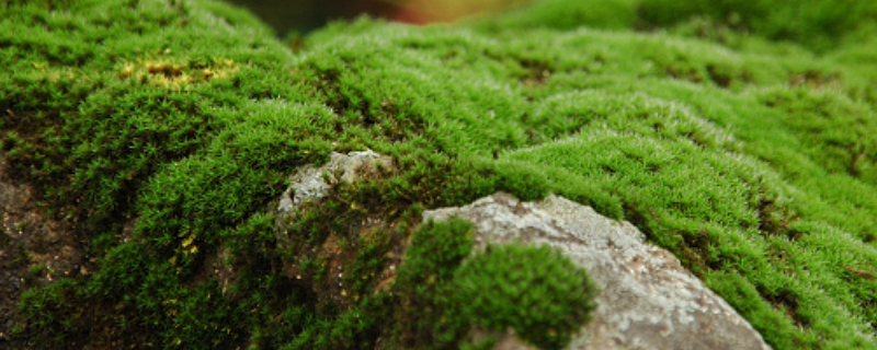 青苔怎么繁殖