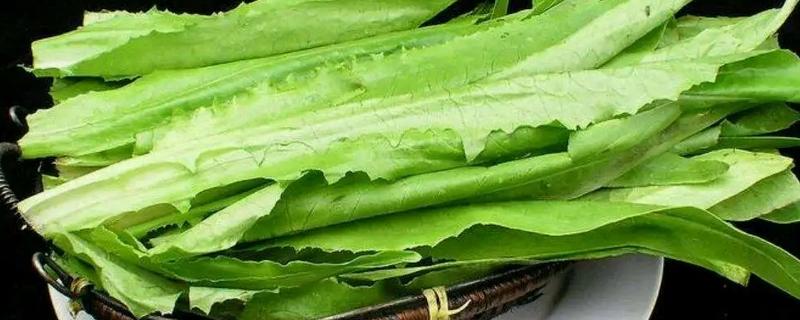 莴笋叶子是油麦菜吗