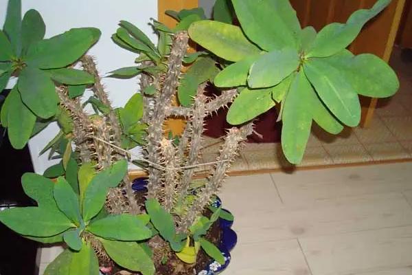 家里养麒麟花吉利吗