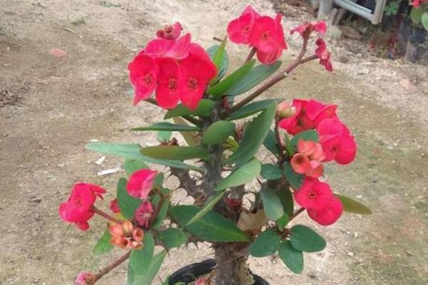 家里养麒麟花吉利吗