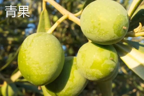青果和槟榔有什么区别