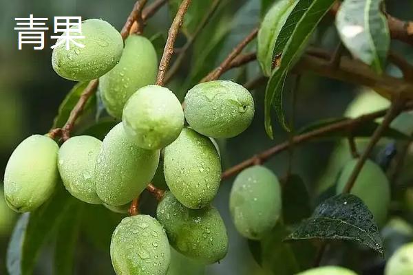 青果和槟榔有什么区别