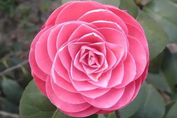 山茶花的寓意和象征
