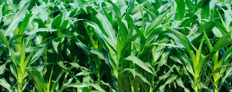 豆杰影响下茬玉米吗