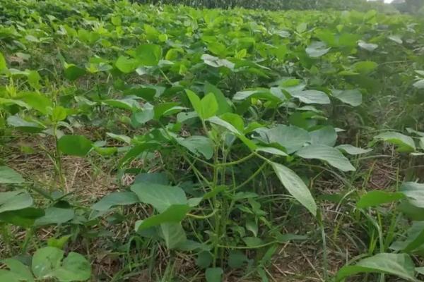 豆杰除草剂是否影响下茬玉米，附豆杰除草剂使用注意事项